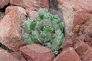 Euphorbia resinifera - Resin spurge photo