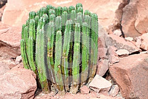 Euphorbia resinifera - Resin spurge photo