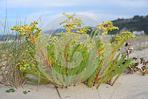 Euphorbia rigida flowering. Portugal. photo