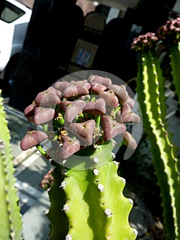 Euphorbia royleana, Danda Thor