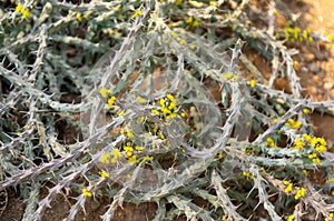 Euphorbia Similiramea Native From Kenia And Tanzania