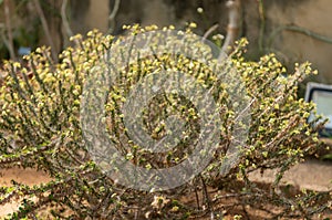 Euphorbia Sp. Native From Madagascar