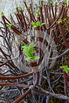 Euphorbia sp., poisonous succulent plant with succulent stem on erosional coastal cliffs of Gozo island, Malta