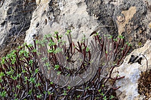 Euphorbia sp., poisonous succulent plant with succulent stem on erosional coastal cliffs of Gozo island, Malta