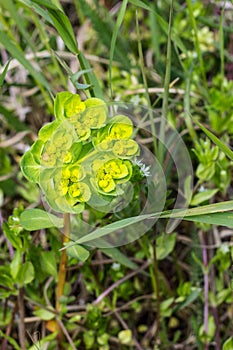 Euphorbia, Spurge, Mlecika, Wulfen Spurge, Euphorbia virgata, leafy spurge, wolf's milk leafy spurge, wolf's milk