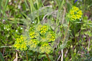 Euphorbia, Spurge, Mlecika, Wulfen Spurge, Euphorbia virgata, leafy spurge, wolf`s milk leafy spurge, wolf`s milk, green plant