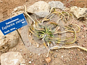 Euphorbia stellata in the botany in Palermo, Italy