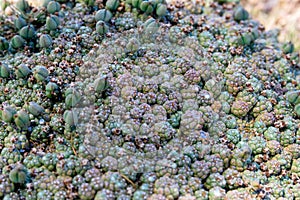 Euphorbia succulent plant with seedpods in the Karoo, South Africa