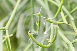 Euphorbia tirucalli (pencil Tree)