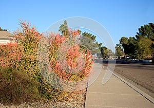 Euphorbia Tirucalli Succulent (Sticks on Fire) in Xeriscaping