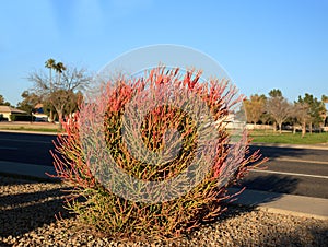 Euphorbia Tirucalli Succulent (Sticks on Fire) in Xeriscaping