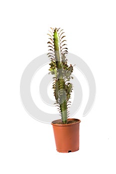 Euphorbia trigona photo