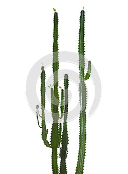 Euphorbia trigona (African milk tree) isolated on white background