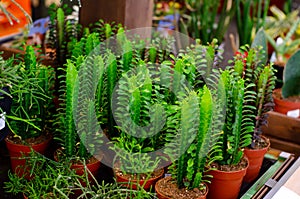 Euphorbia trigona also known as African milk tree, cathedral cactus, Abyssinian euphorbia, and high chaparall for sale in the