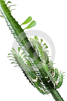 Euphorbia Trigona. Fragment on white background. Isolated