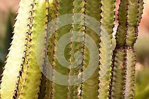 Euphorbia trigona growing in Haifa Israel