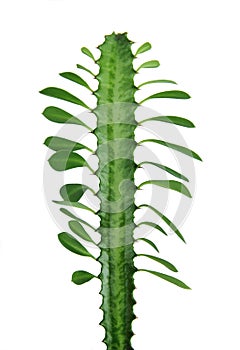 Euphorbia trigona isolated on white background photo