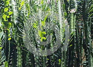 Euphorbia Trigona Plant