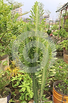 Euphorbia trigona plant on farm