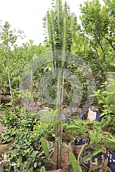 Euphorbia trigona plant on farm