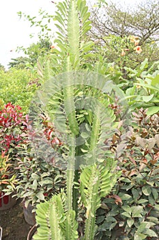 Euphorbia trigona plant on farm