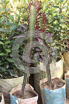 Euphorbia trigona plant on farm