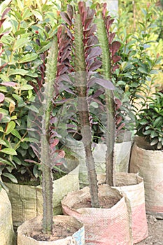 Euphorbia trigona plant on farm