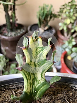 Euphorbia trigona variegated plant closeup view