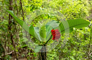 Euphorbia viguieri Denis. Red flower in Tsingy de Bemaraha forest. Madagascar wilderness