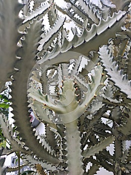 Euphorbia white bone cactus shape