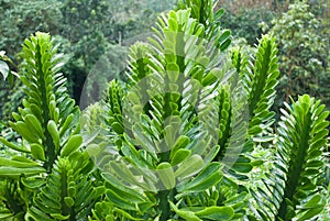 Euphorbiaceae photo