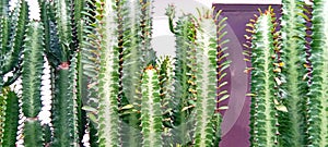 Euphoria cactus plant in different angel
