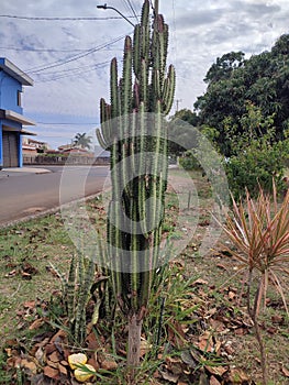 Euphoria Canariensis Cactus