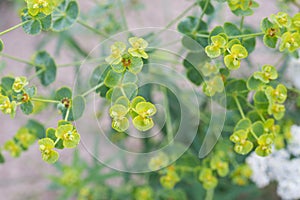 Euphoria spurge green flowers with morning dew