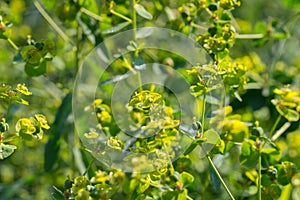 Euphoria spurge green flowers with morning dew