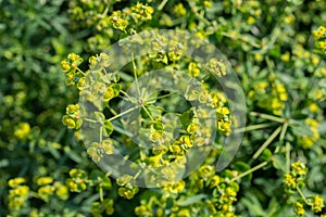 Euphoria spurge green flowers with morning dew