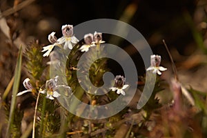 Eyebright Euphrasia minima; alpine flower of the Orobanchaceae family photo