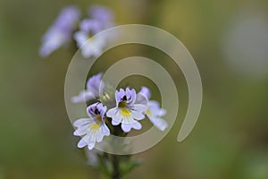 Euphrasia frigida. The flowering eyebright in September