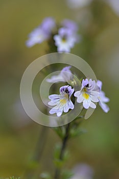 Euphrasia frigida. The flowering eyebright in September photo