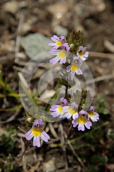 Euphrasia minima; alpine flowers on the Pizol