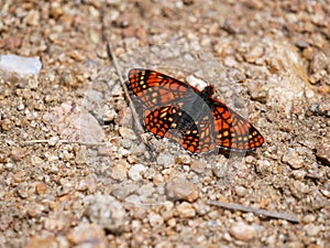 Euphydryas anicia, the anicia checkerspot, is a species in the family of butterflies known as Nymphalidae.