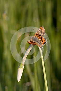 Euphydryas aurinia
