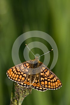 Euphydryas aurinia