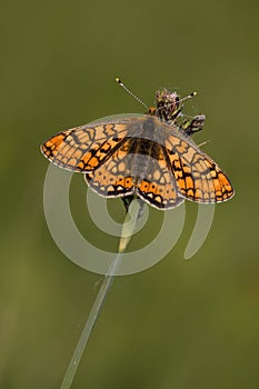 Euphydryas aurinia
