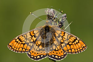 Euphydryas aurinia
