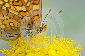 Euphydryas aurinia butterfly eyes closeup