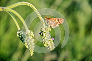 Euphydryas aurinia. Butterfly on a flower