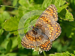Euphydryas aurinia butterfly photo