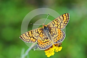 Euphydryas aurinia , The Marsh Fritillary butterfly , butterflies of Iran