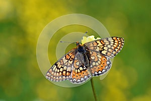 Euphydryas aurinia , The Marsh Fritillary butterfly on flower , butterflies of Iran